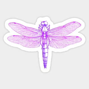 Dramabite Vintage retro dragonfly scientific illustration entomologist Sticker